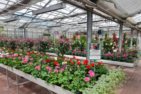 Gärtnerei Mertens präsentiert farbenfrohe Sommerblumen aus eigener Anzucht