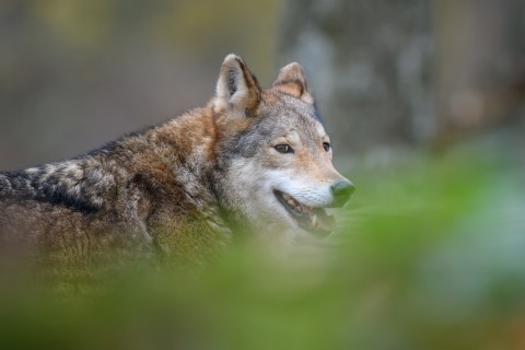 Wolf in Beckum gesichtet