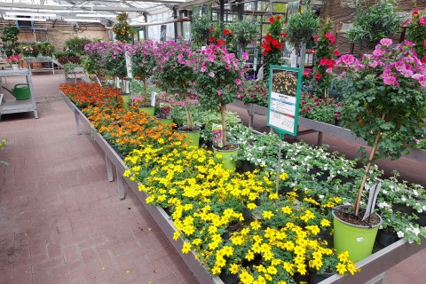 Sommerblumen-Rabatt bei Gärtnerei Mertens
