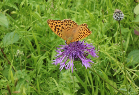 Beckumer NaTouren: Schmetterlingsexkursion zu den Gauklern des Lichts am Mackenberg