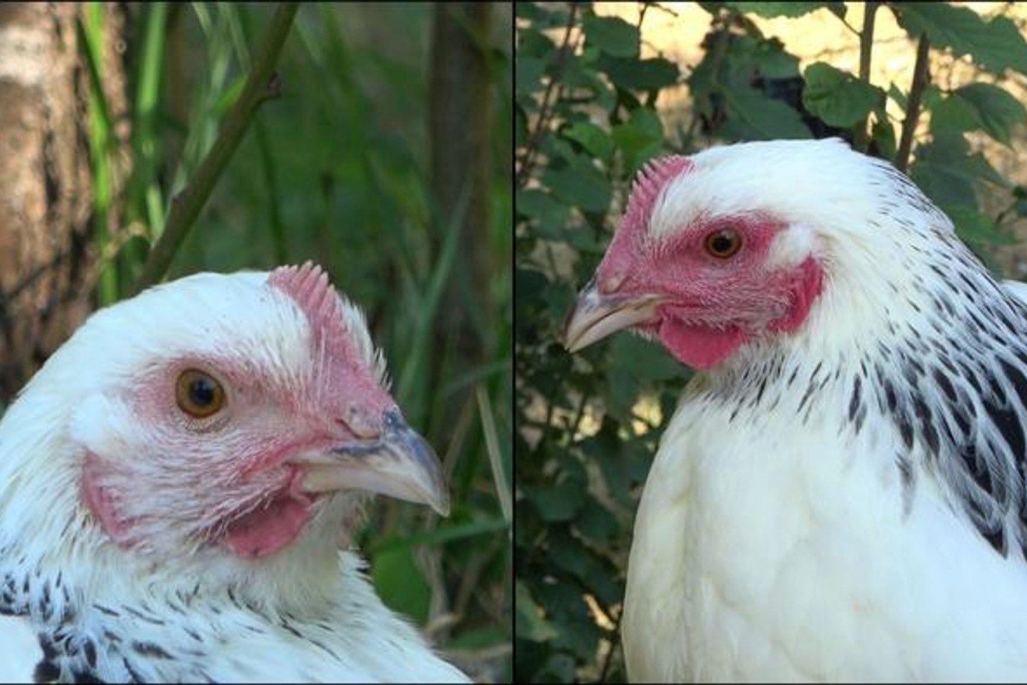 Die linke Henne ist den Angaben zufolge im Ruhezustand und daher ist ihr Gesicht nur leicht rot gefärbt. Rechts sieht man ein stark errötetes Gesicht, nachdem das Huhn eine negative Erfahr...