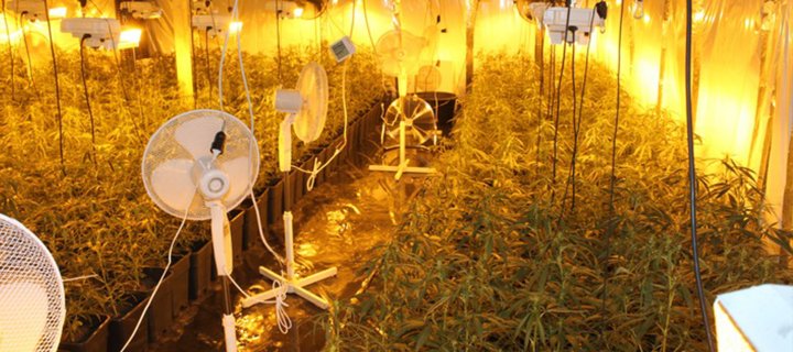 Betreiber einer Cannabisplantage in Haft