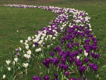 Blumenbänder verzieren wieder Parks