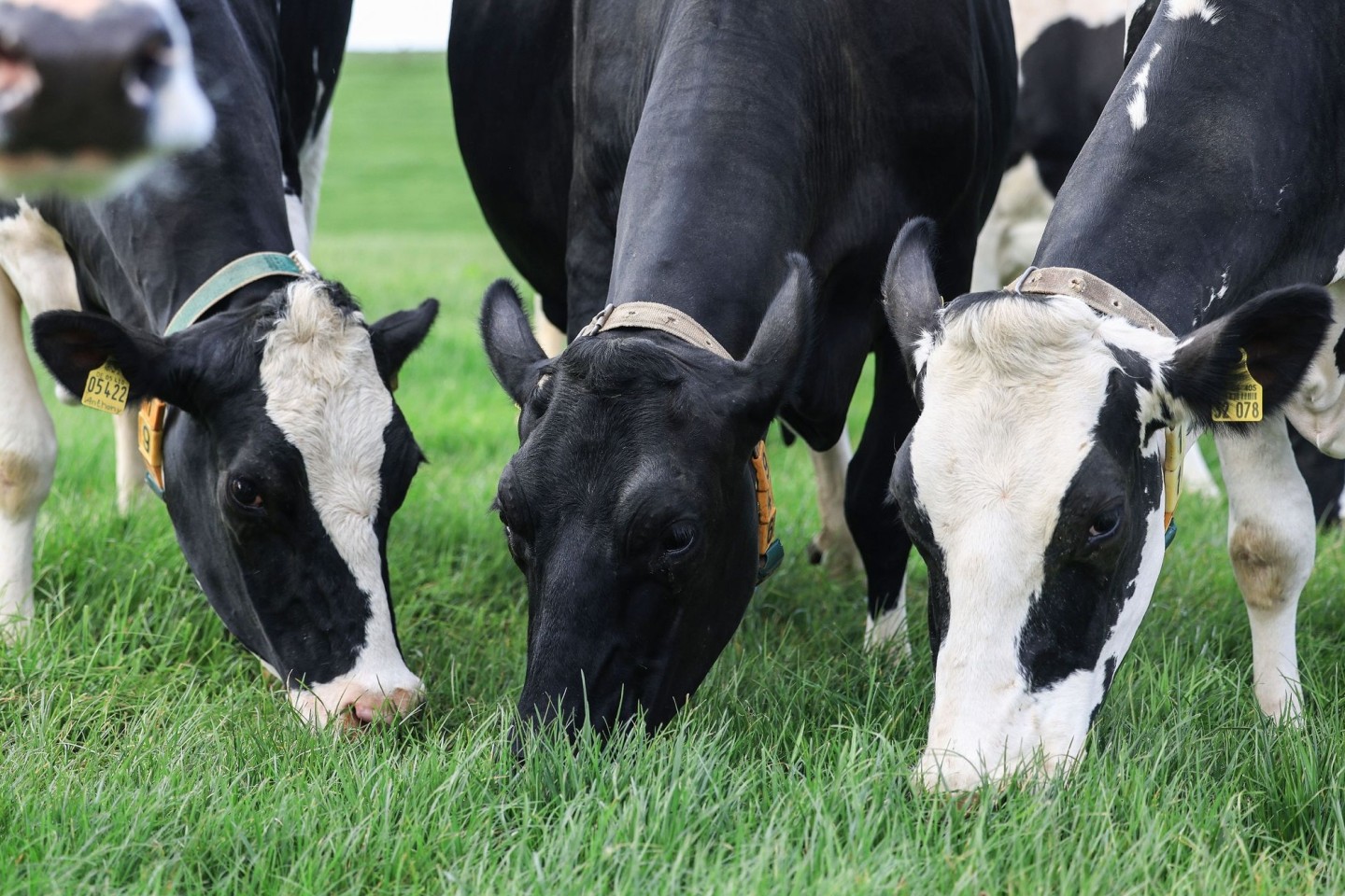 Einer Studie zufolge hat die Grasfütterung von Kühen positive Auswirkungen auf das Klima.