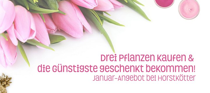 Januar-Angebot bei Horstkötter: Drei Pflanzen kaufen & die Günstigste geschenkt bekommen!