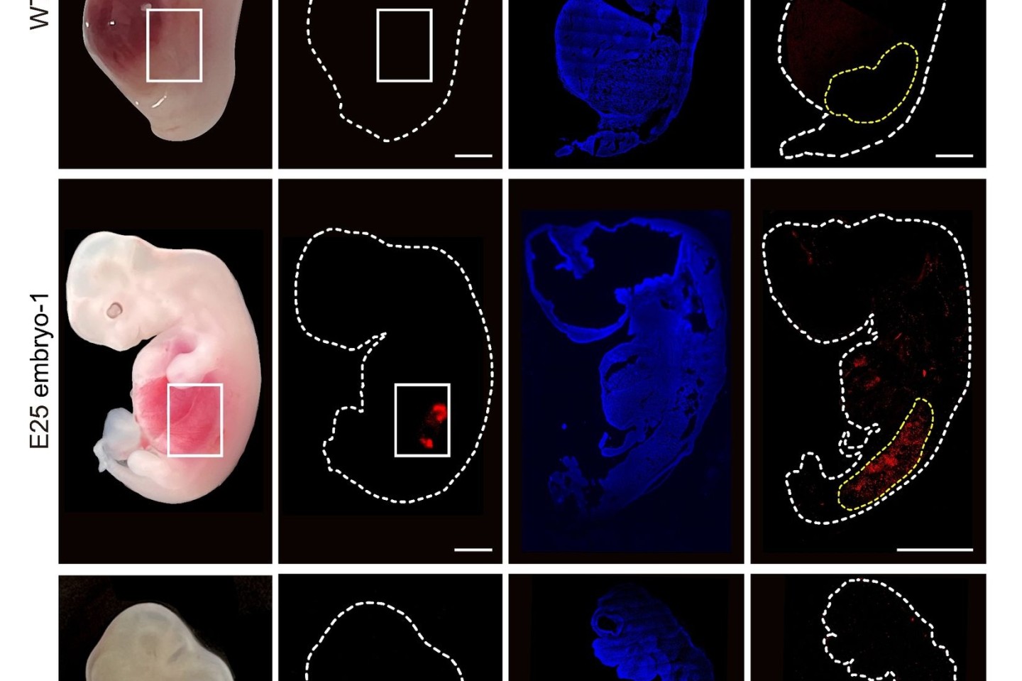 Eine grafische Darstellung zeigt «humanisierte» Nierenzellen (rote Fluoreszenz) im Inneren von Embryos von Schweinen im Vergleich zu normalen, nicht manipulierten Schweineembryos.