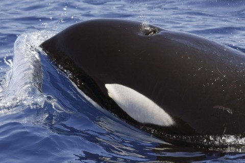 Mysteriöse Orca-Attacken versetzen Segler in Angst 