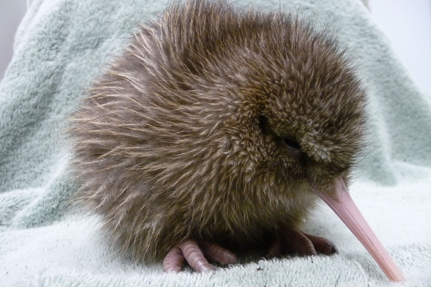 Ein fünf Tage alter Kiwi, geschlüpft im Jahrt 2010 an der südlichen Westküste Neuseelands. Der Kiwi ist ein flugunfähiger Vögel, der nur in Neuseeland heimisch ist.