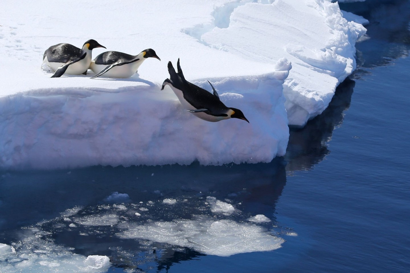 Kaiserpinguine in der Antarktis.